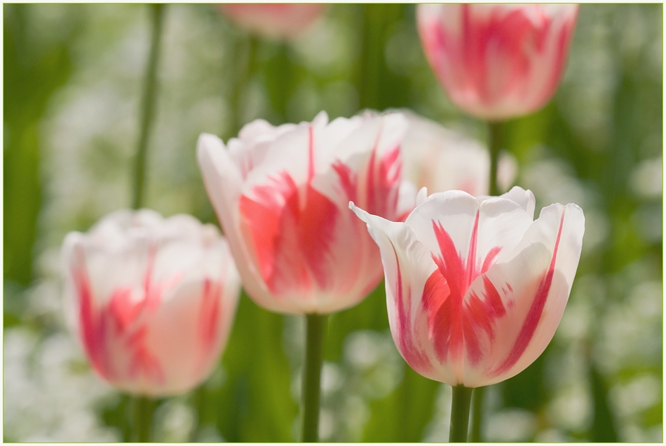 Königliche Tulpen