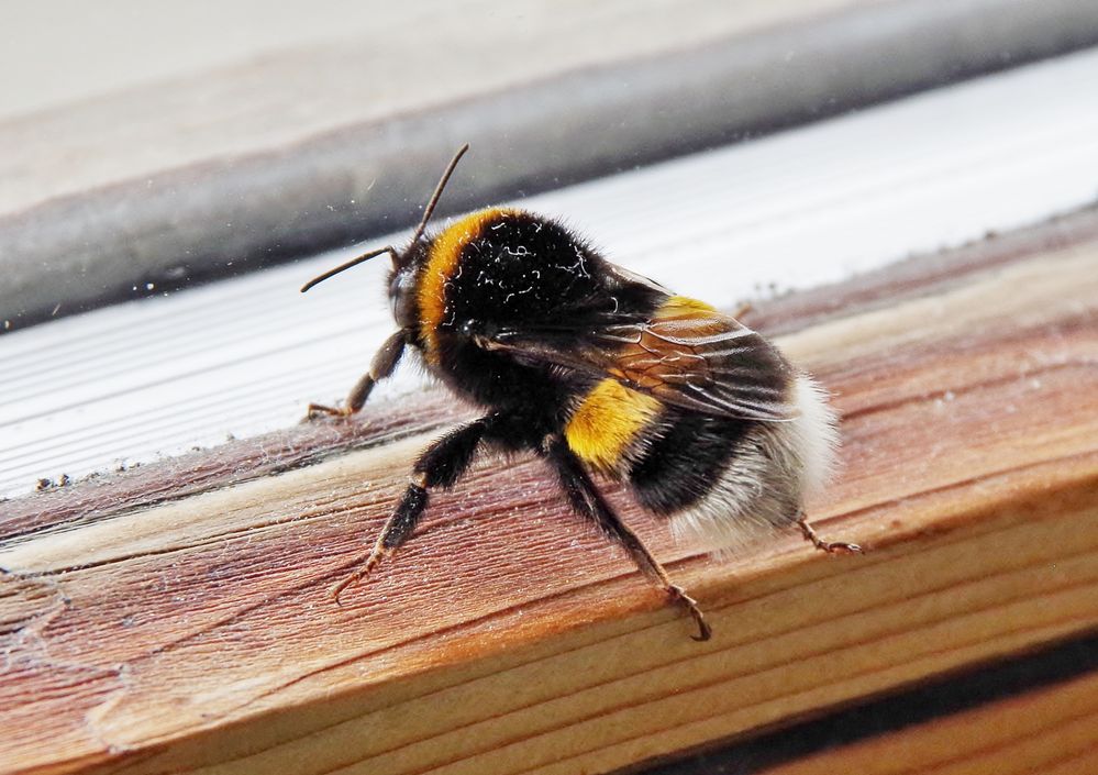 Königlichen Besuch . . .,