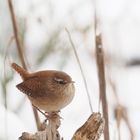 Königlicher Besuch