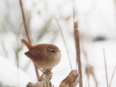 Königlicher Besuch