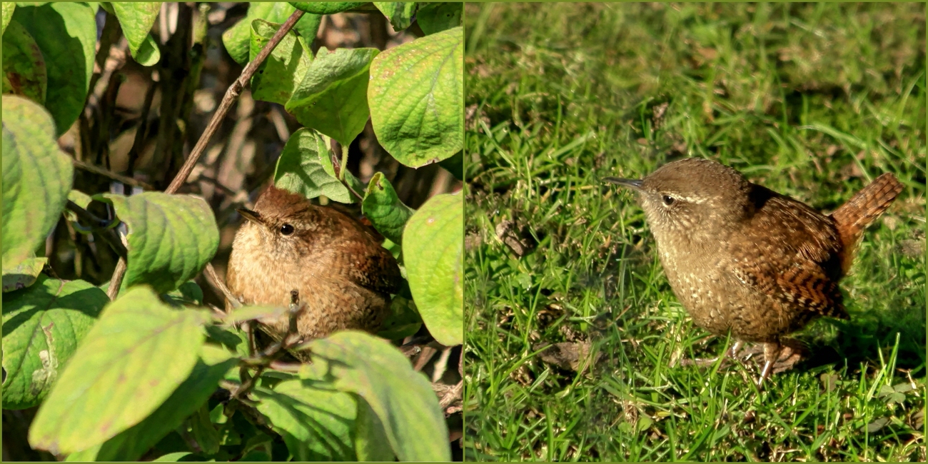 Königlicher Besuch!