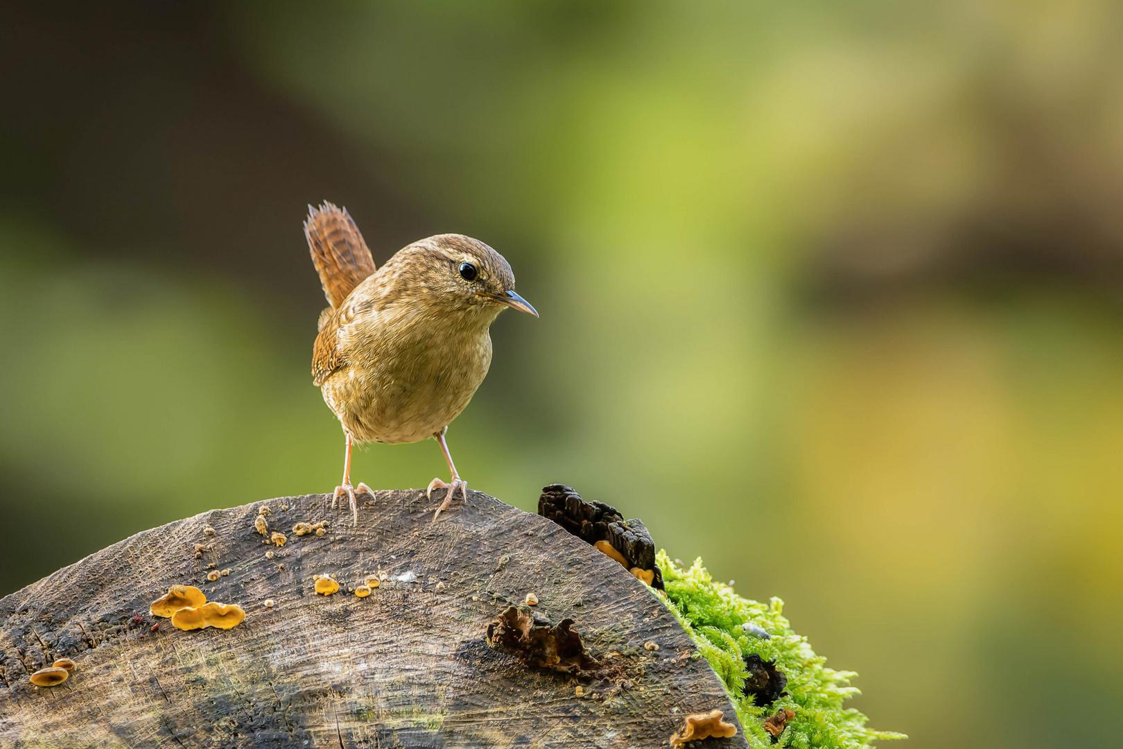 Königlicher Besuch