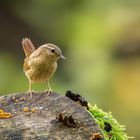 Königlicher Besuch