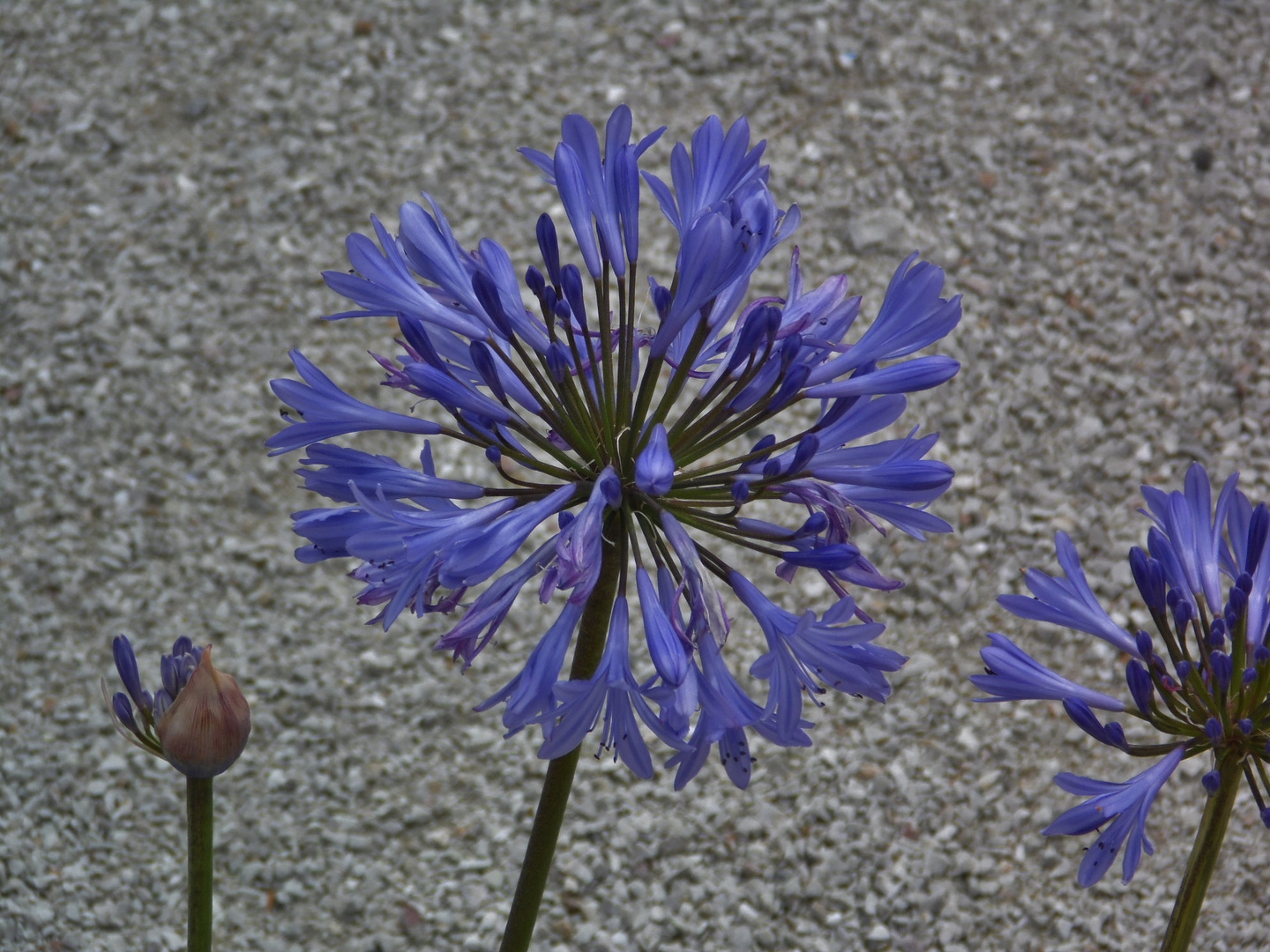 königlicher Blumenschmuck