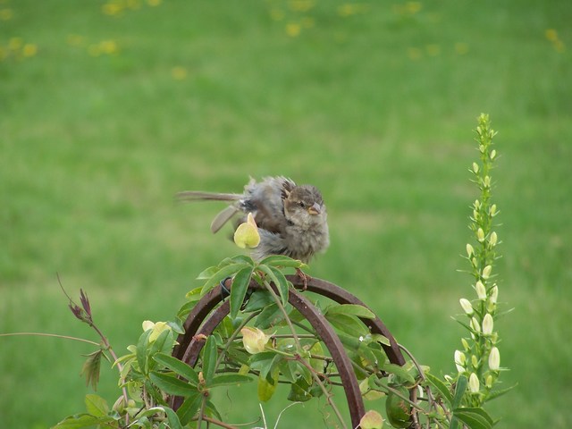 königlicher spatz