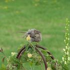 königlicher spatz