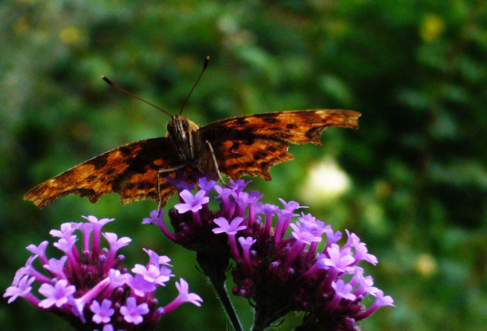 Königlicher ZerSchmetterling