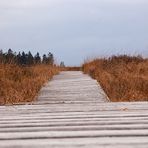 Königliches Moor im Herbst ...