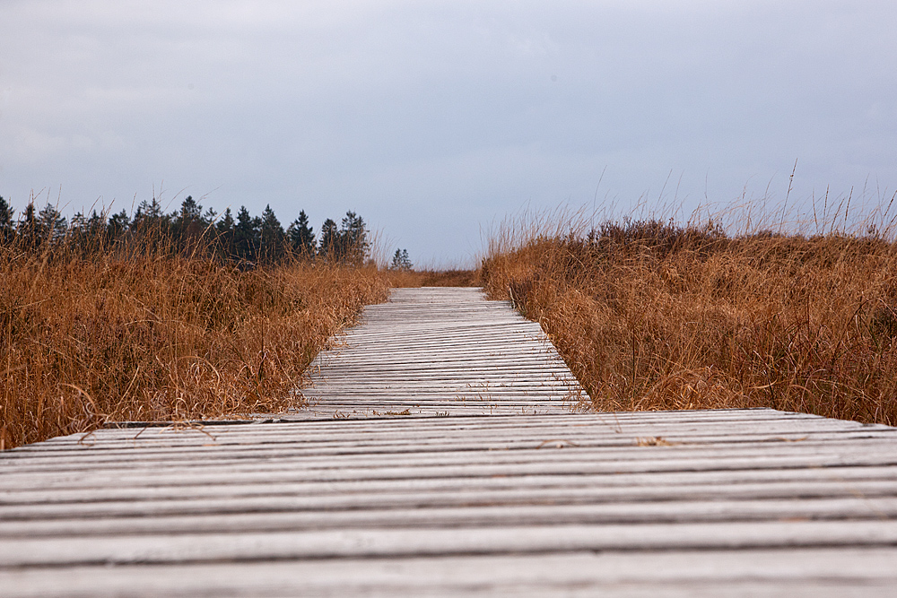 Königliches Moor im Herbst ...