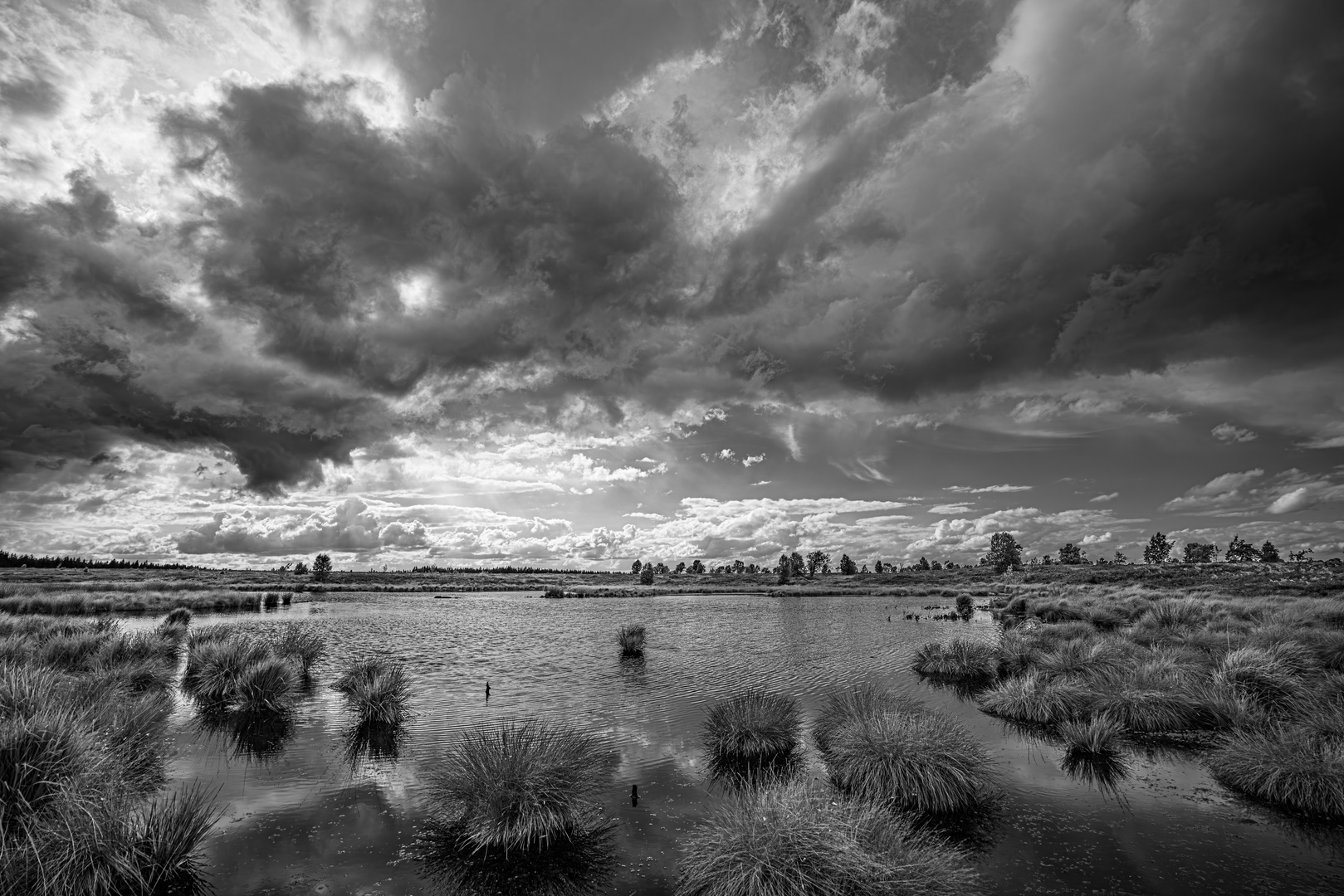 Königliches Torfmoor, Hohes Venn SW 