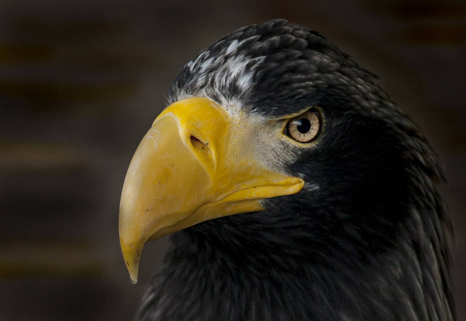 Königs Adler