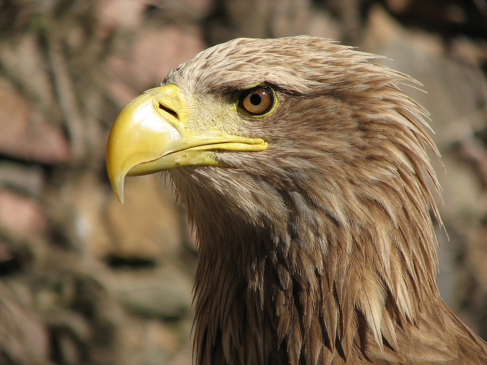 Adler Bilder Adler Bilder