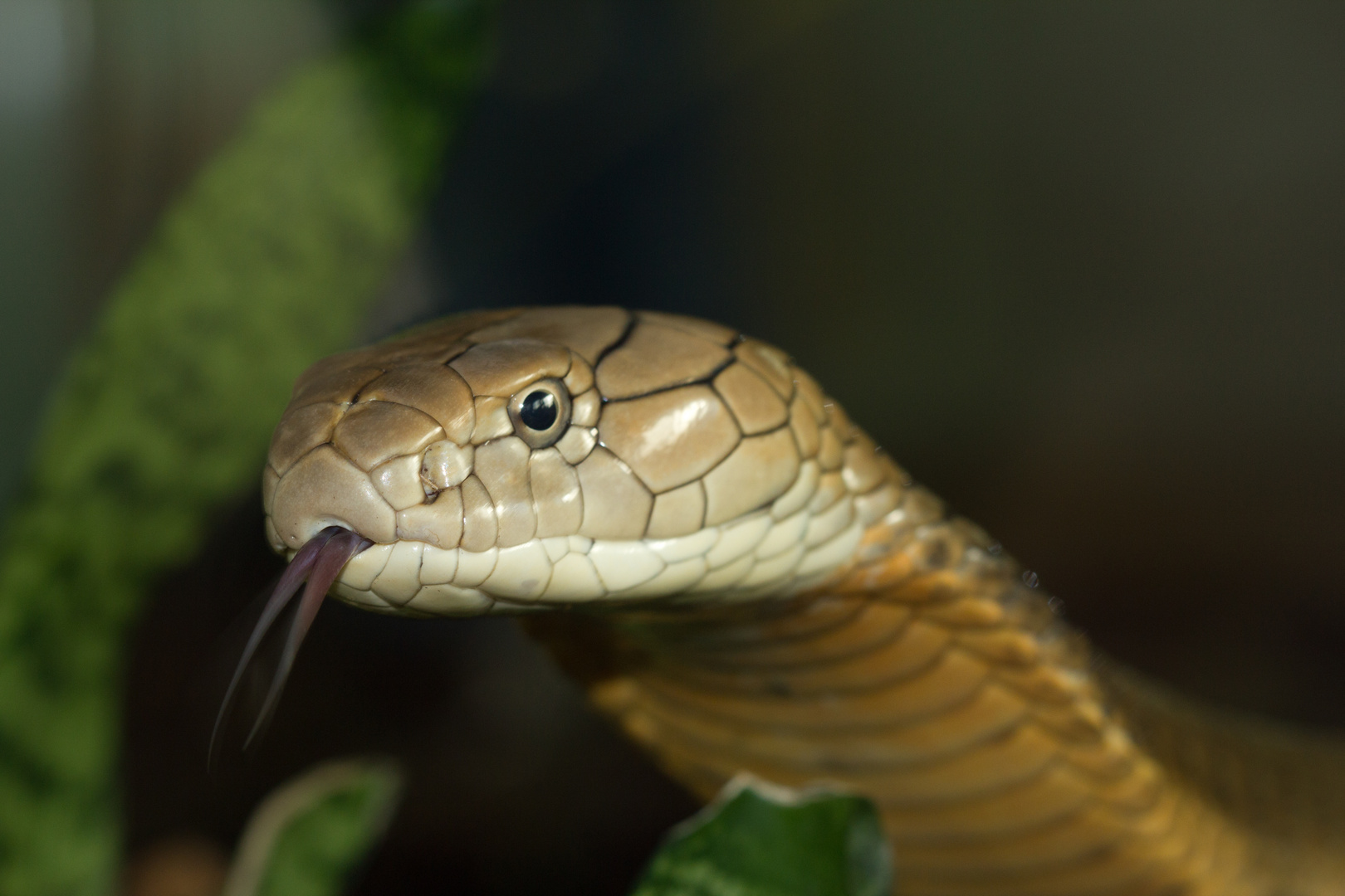 Königs Cobra beim züngeln