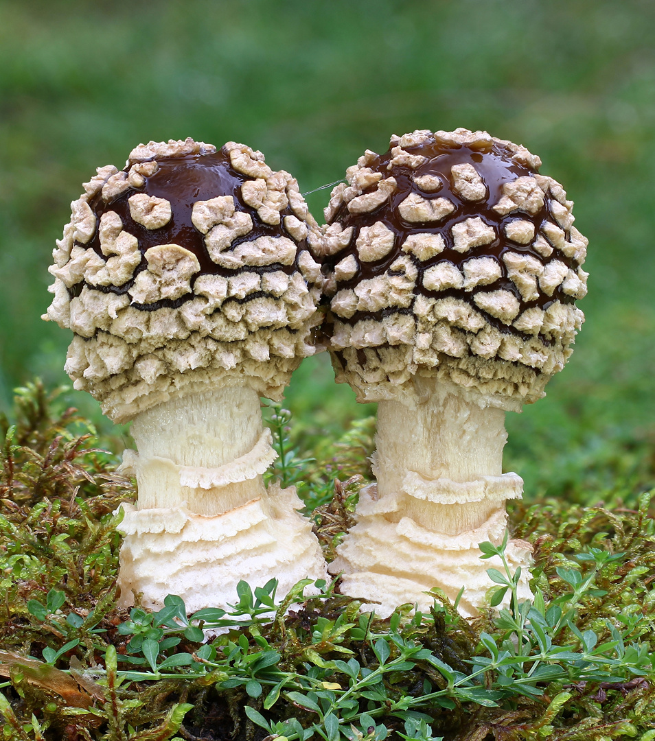 Königs-Fliegenpilz (Amanita regalis)