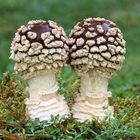 Königs-Fliegenpilz (Amanita regalis)