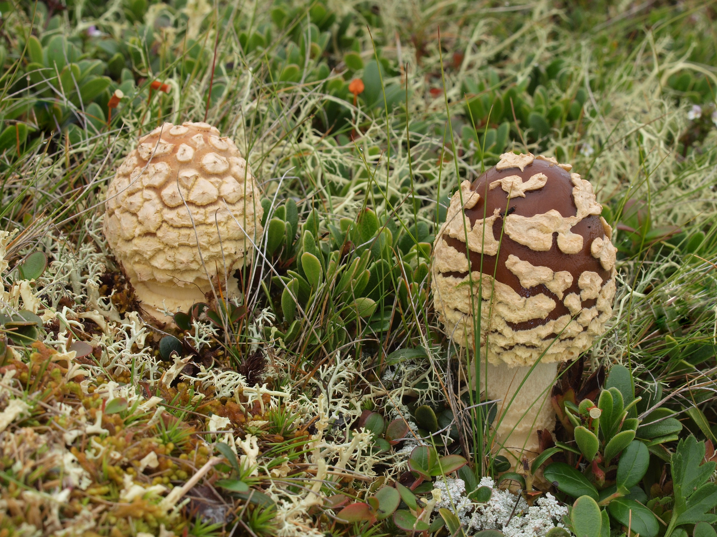 Königs-Fliegenpilz, Brauner Fliegenpilz, Amanita regalis