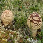 Königs-Fliegenpilz, Brauner Fliegenpilz, Amanita regalis