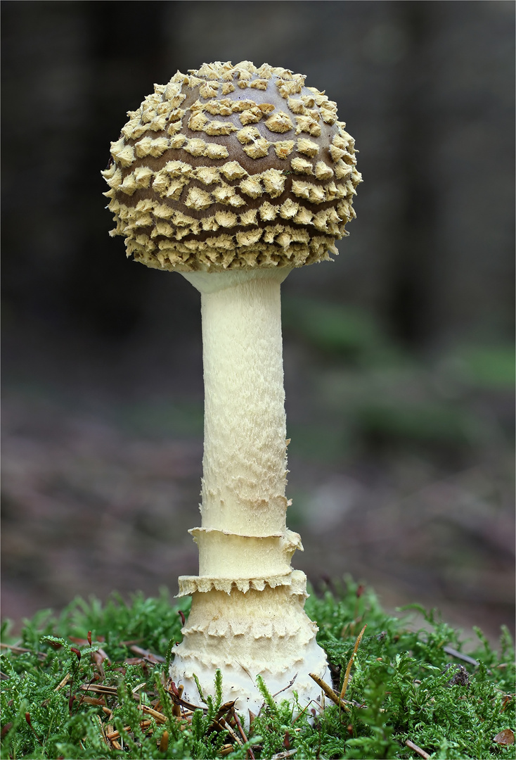 Königs-Fliegenpilz oder Brauner Fliegenpilz (Amanita regalis, Syn.: Amanita muscaria var. regalis)