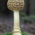 Königs-Fliegenpilz oder Brauner Fliegenpilz (Amanita regalis, Syn.: Amanita muscaria var. regalis)