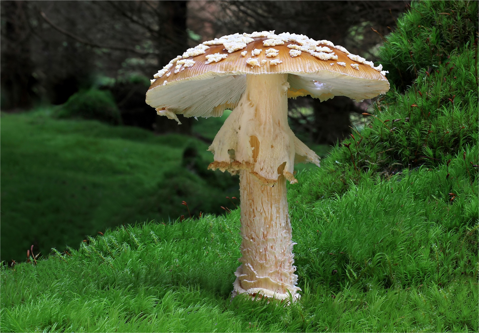 Königs-Fliegenpilz oder Brauner Fliegenpilz (Amanita regalis, Syn.: Amanita muscaria var. regalis)