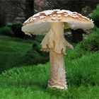 Königs-Fliegenpilz oder Brauner Fliegenpilz (Amanita regalis, Syn.: Amanita muscaria var. regalis)