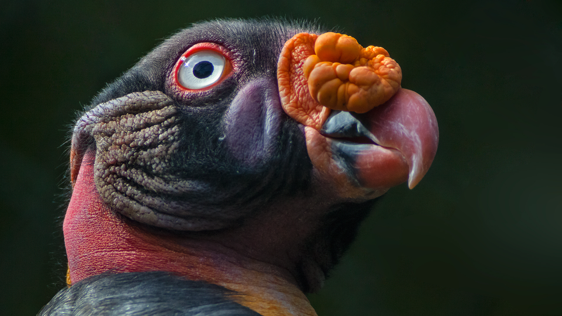 KÖNIGS-GEIER im Frankfurter Zoo (2)