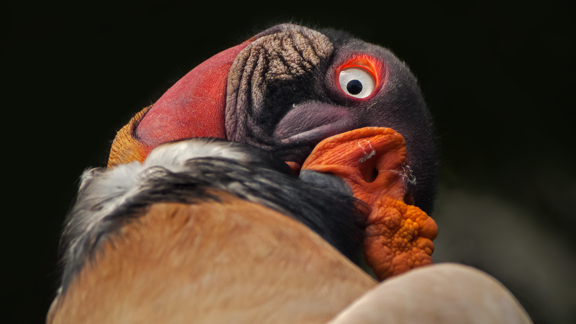 KÖNIGS-GEIER im Frankfurter Zoo (3)