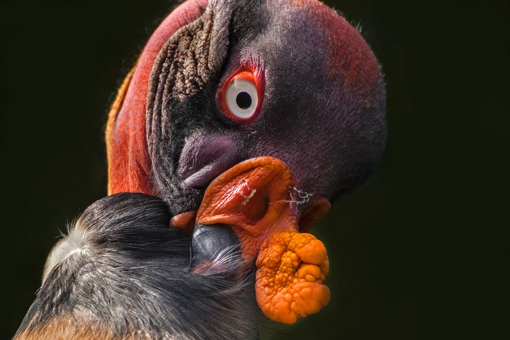 KÖNIGS-GEIER im Frankfurter Zoo