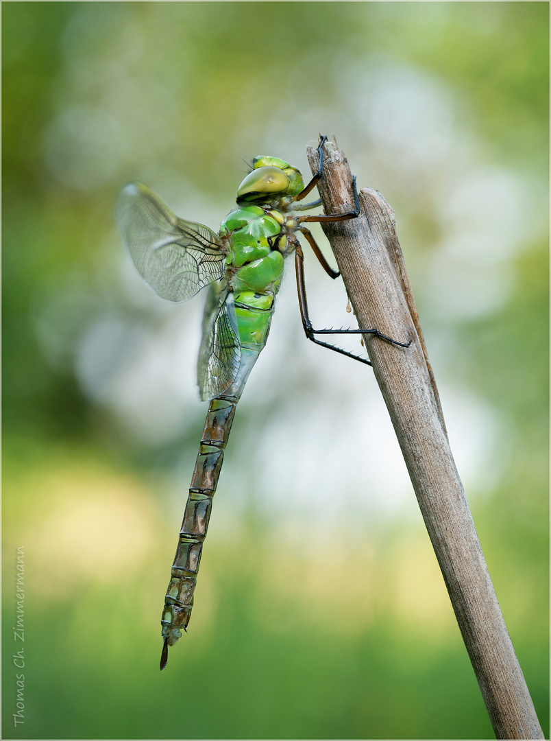 Königs Libelle