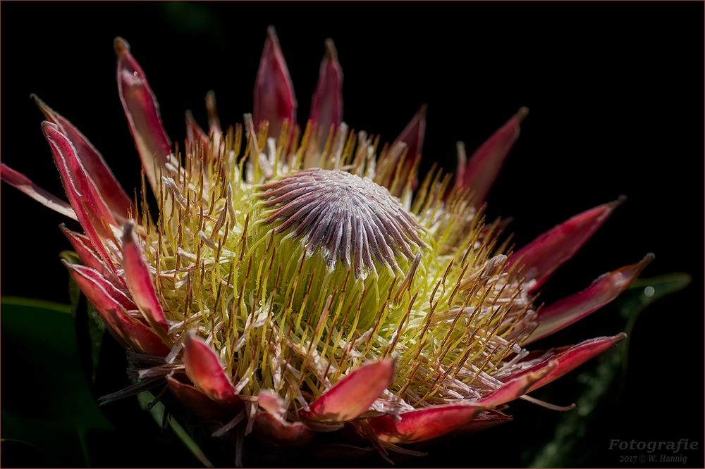 Königs Protea