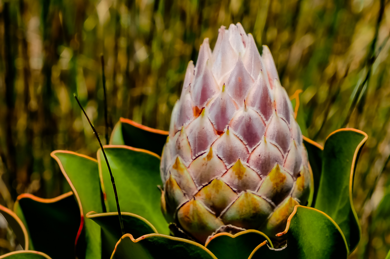 KÖNIGS Protea