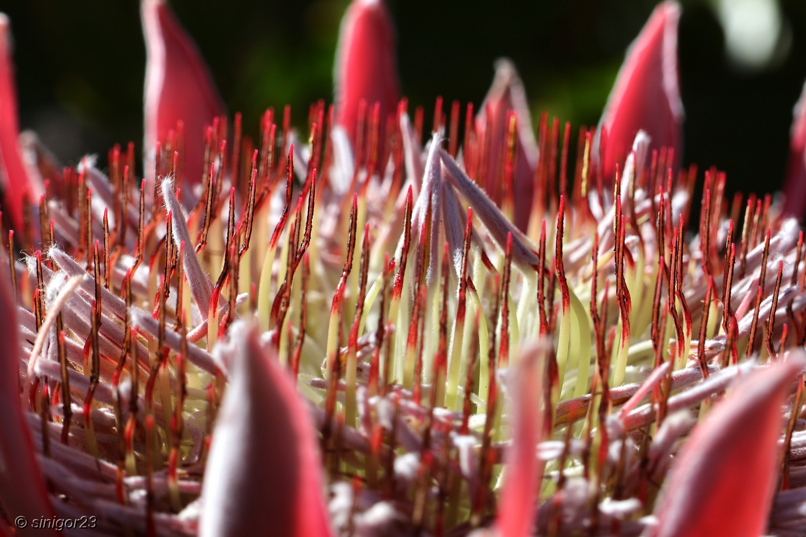 Königs-Protea Macro