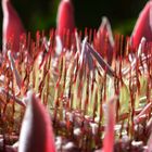 Königs-Protea Macro