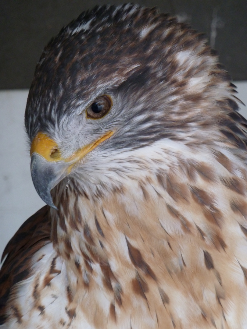 Königs-Raufußbussard Friedrich