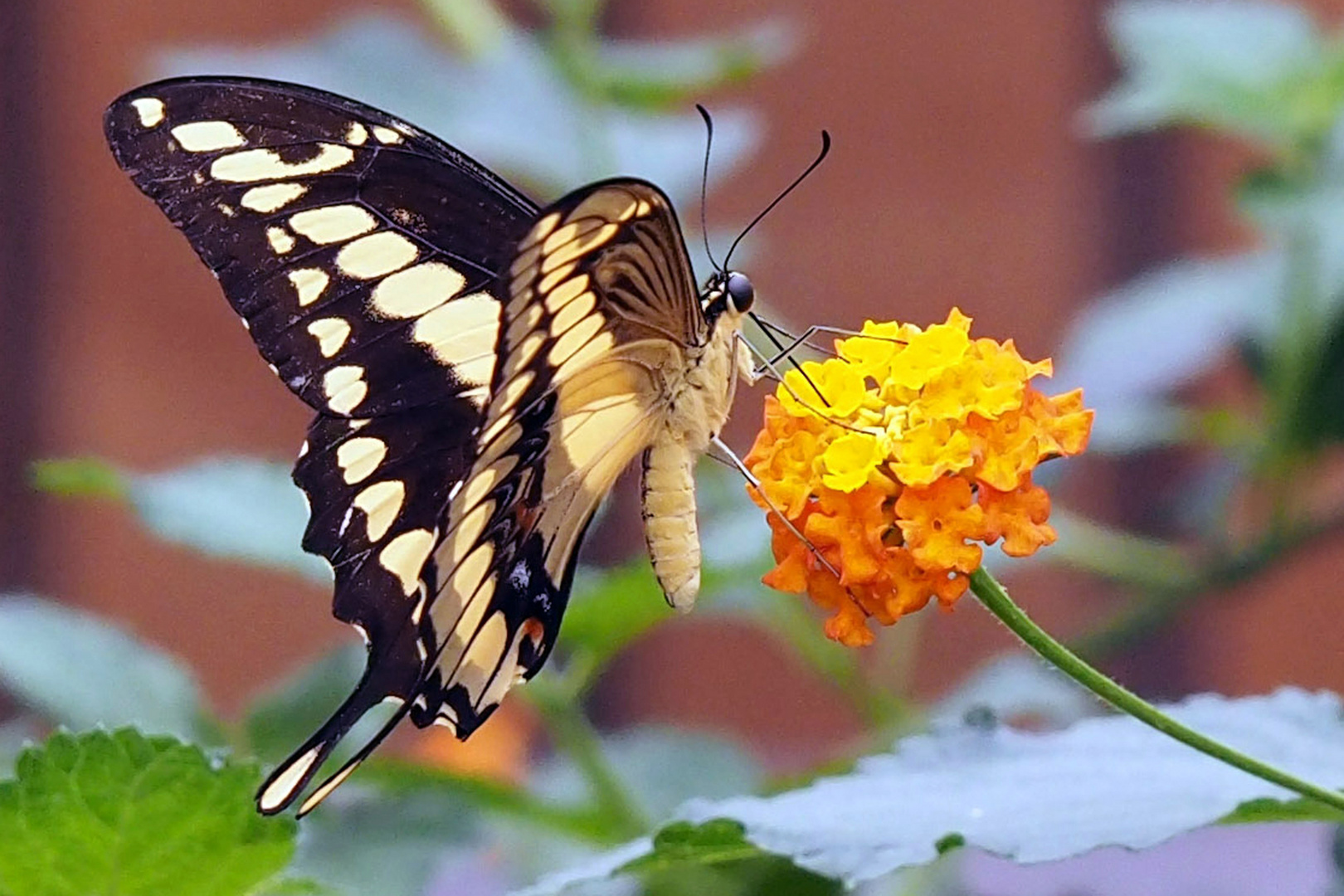 Königs-Schwalbenschwanz (Papilio cresphontes)