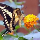 Königs-Schwalbenschwanz (Papilio cresphontes)