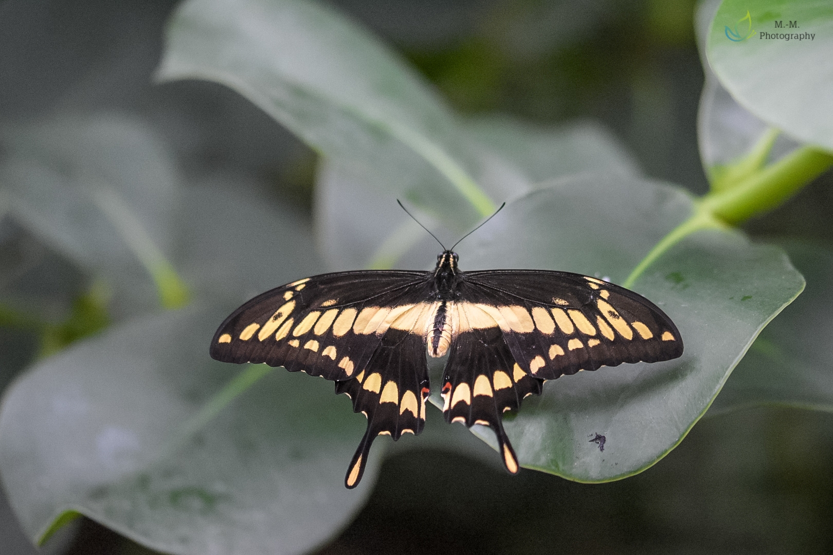 Königs-Schwalbenschwanz (Papilio thoas)