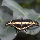 Königs-Schwalbenschwanz (Papilio thoas)