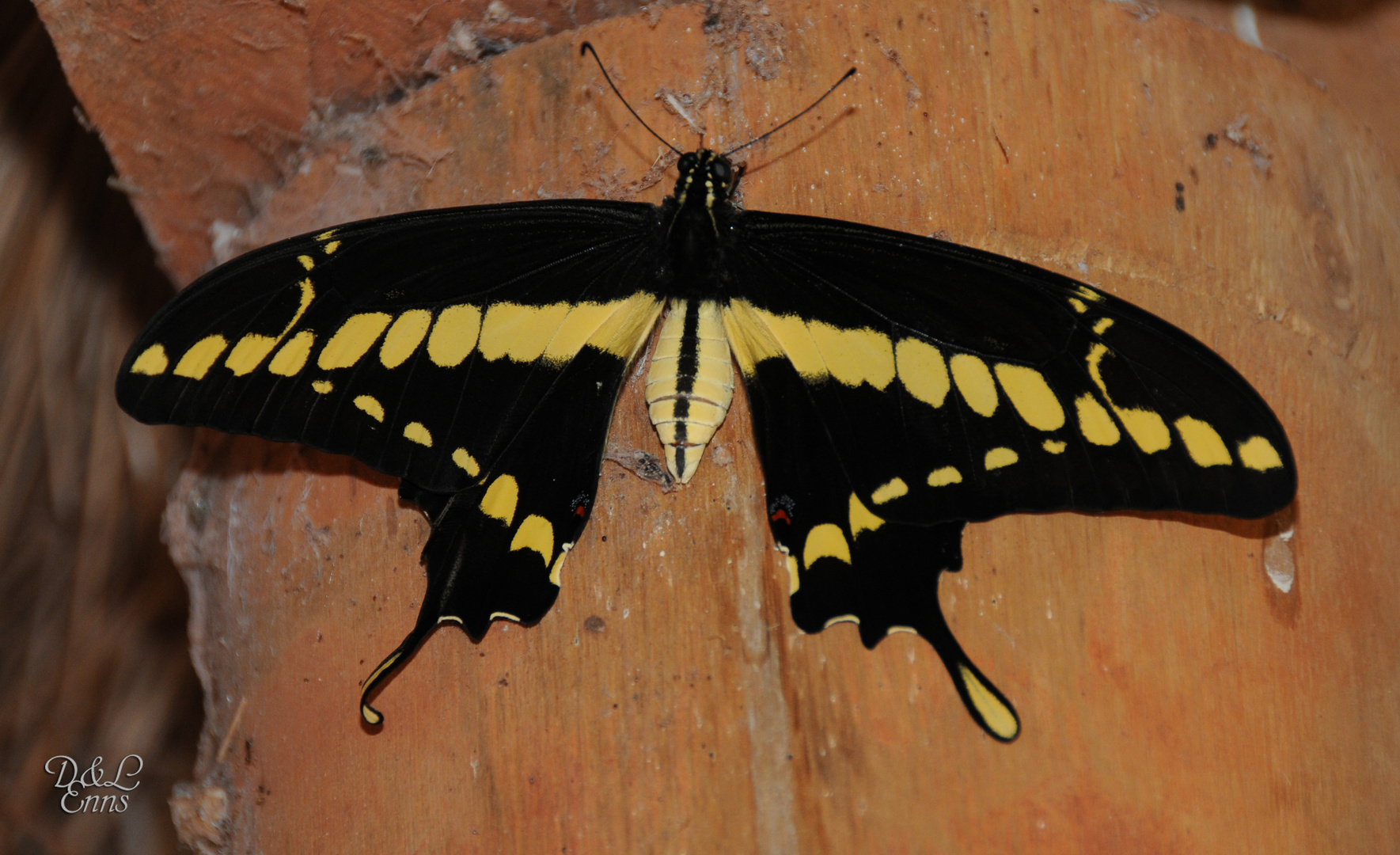 Königs - Schwalbenschwanz (Papilio thoas)