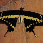 Königs - Schwalbenschwanz (Papilio thoas)