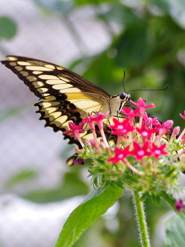 Königs Schwalbenschwanz - Papilio thoas Nr. 1