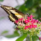 Königs Schwalbenschwanz - Papilio thoas Nr. 1