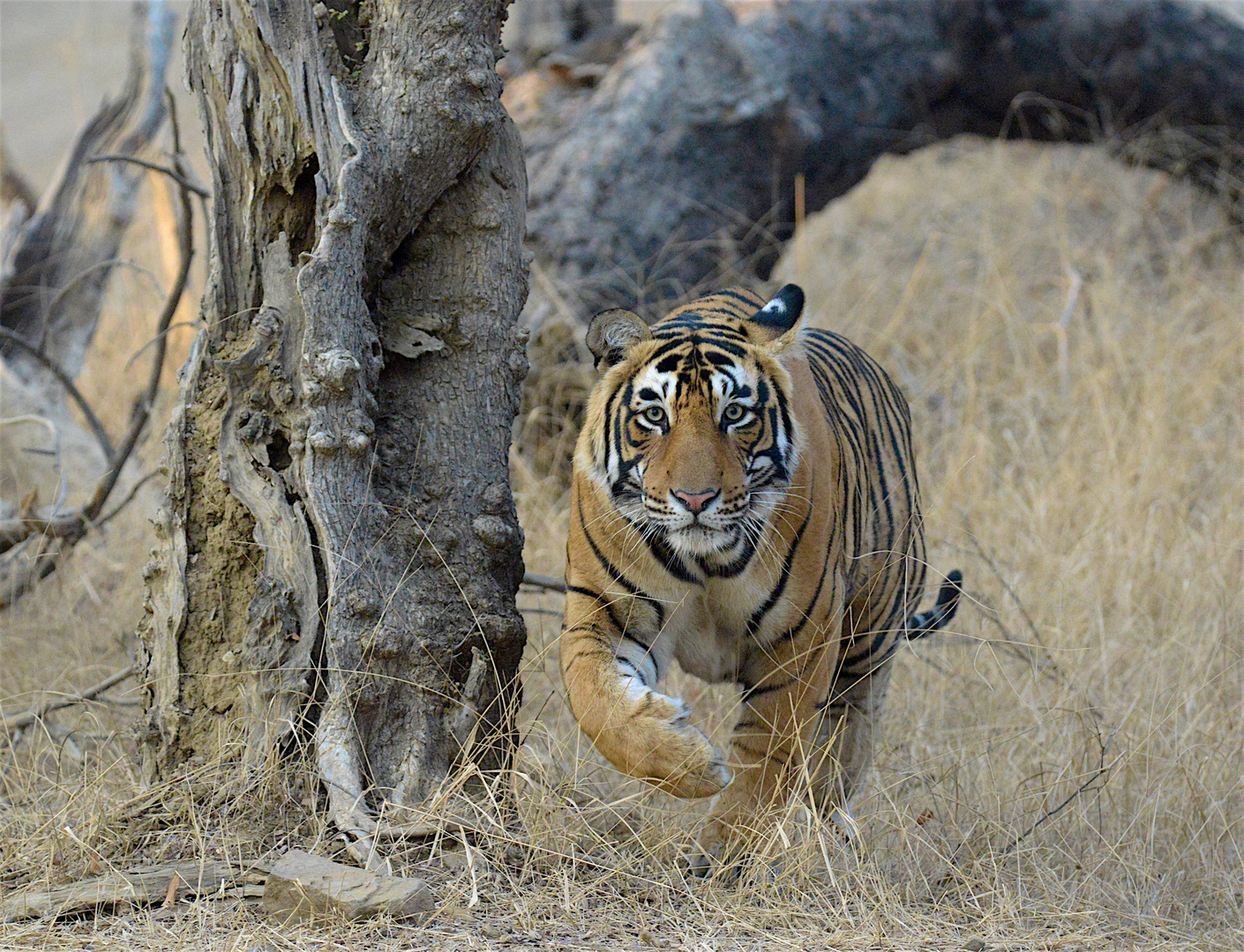 Königs Tiger unterwegs im Ranthambore N. P.