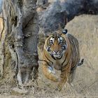 Königs Tiger unterwegs im Ranthambore N. P.