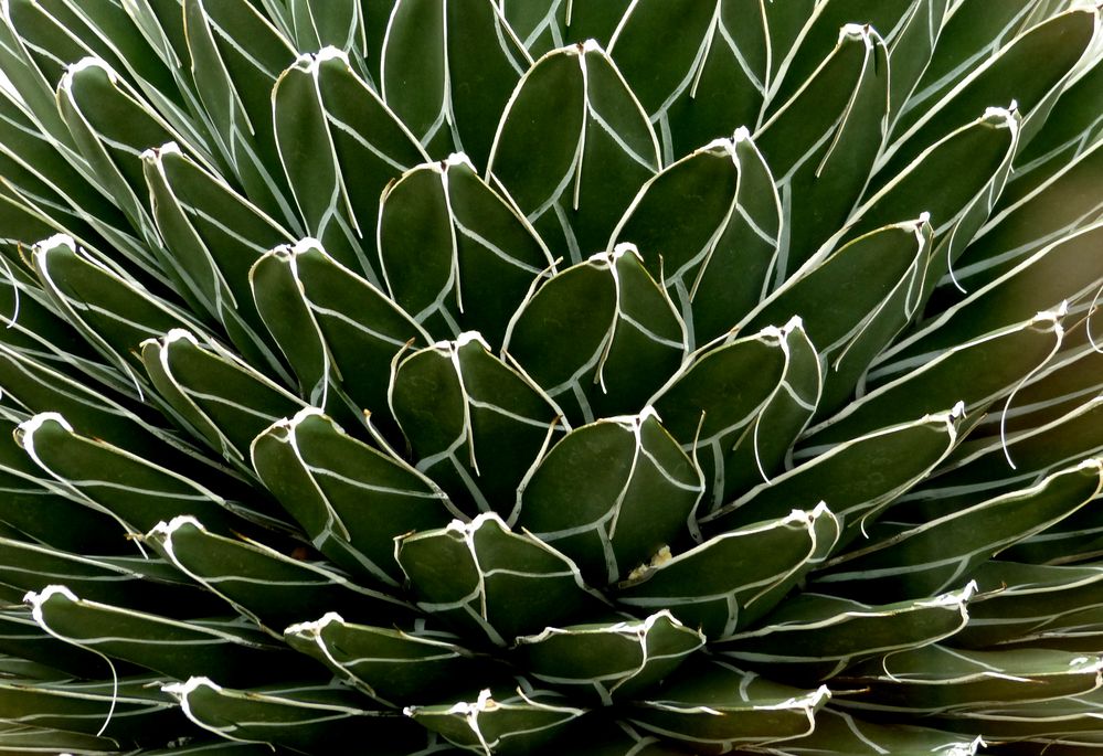 Königsagave (Agave victoriae- reginae)