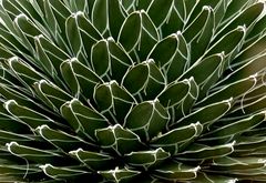 Königsagave (Agave victoriae- reginae)