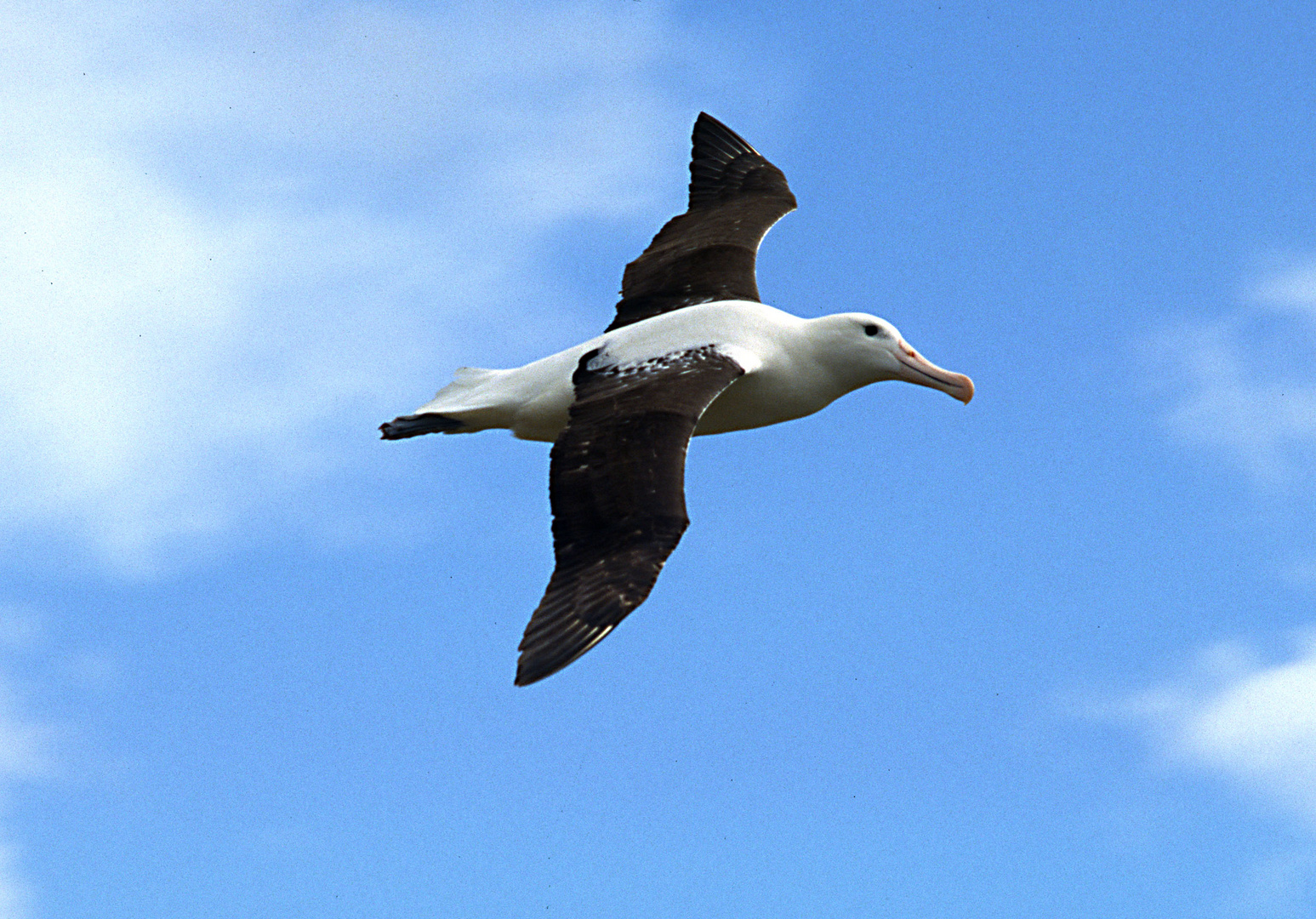 Königsalbatross, Neuseeland