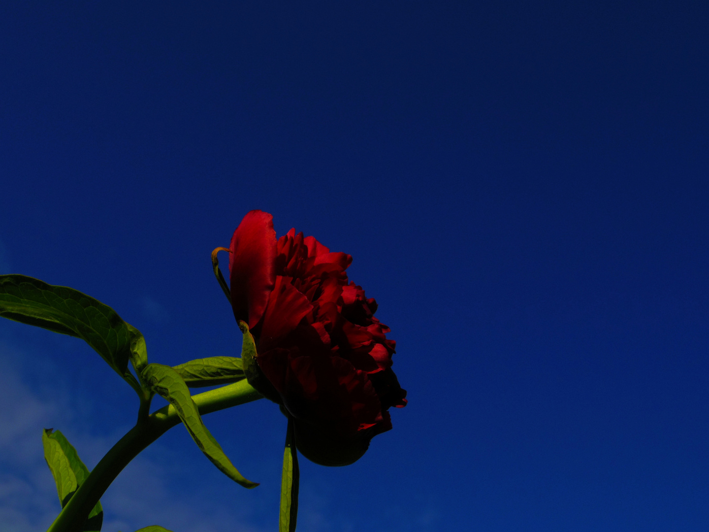 Königsblauer Himmel für die Lady in Red