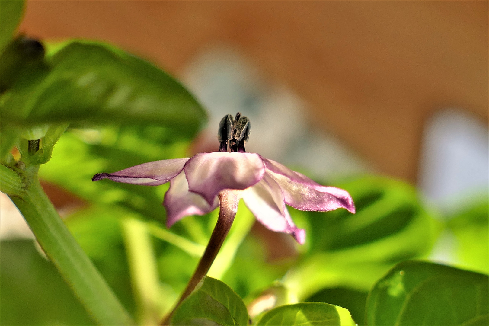 Königsblüte der selbstgezogenen Chili