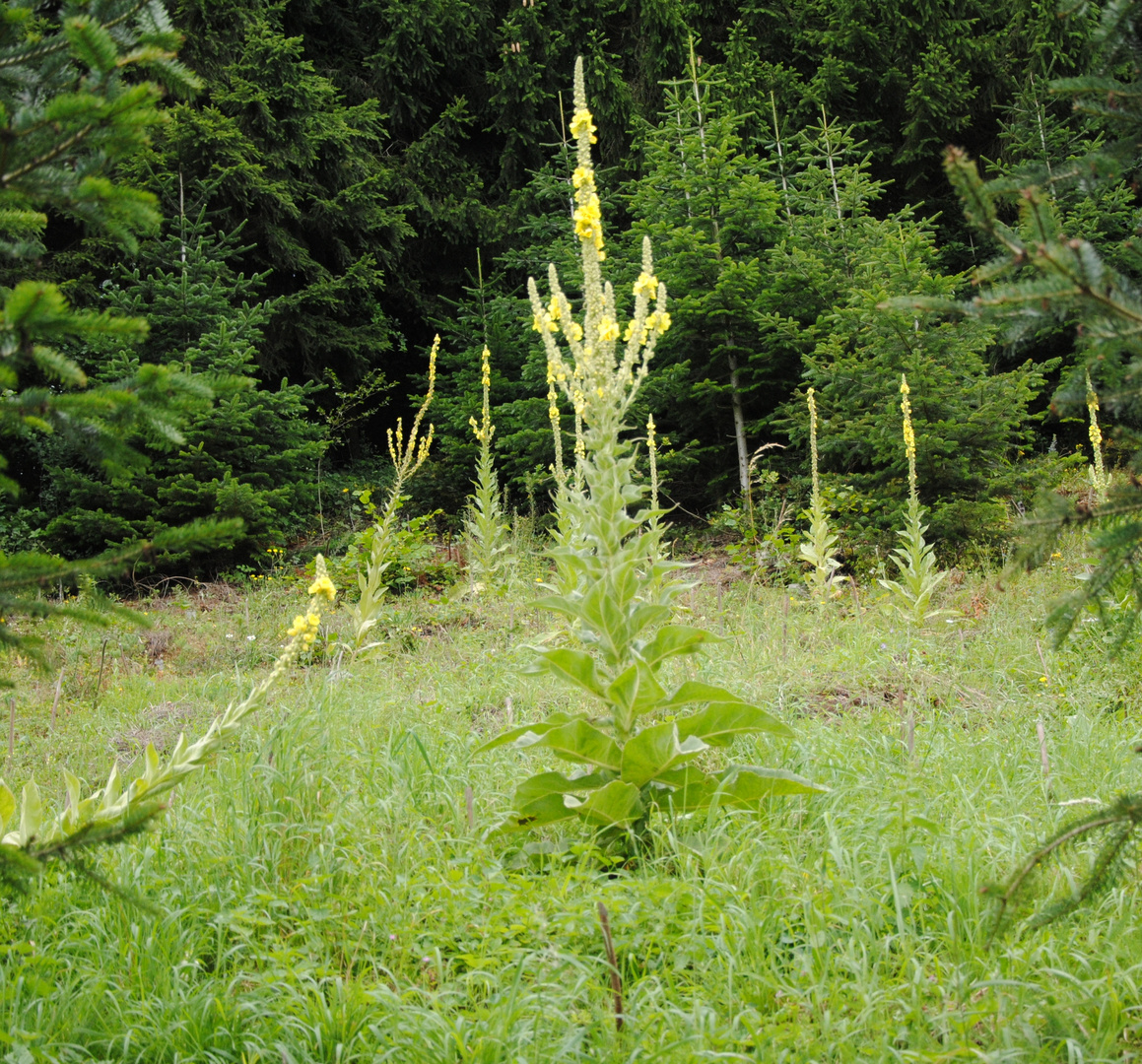 Königsblume